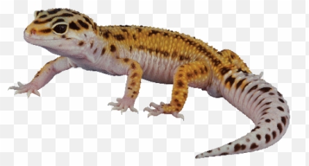Gecko Amphibian Transparent Png - Transparent Background Gecko Png Emoji,Gecko Emoji