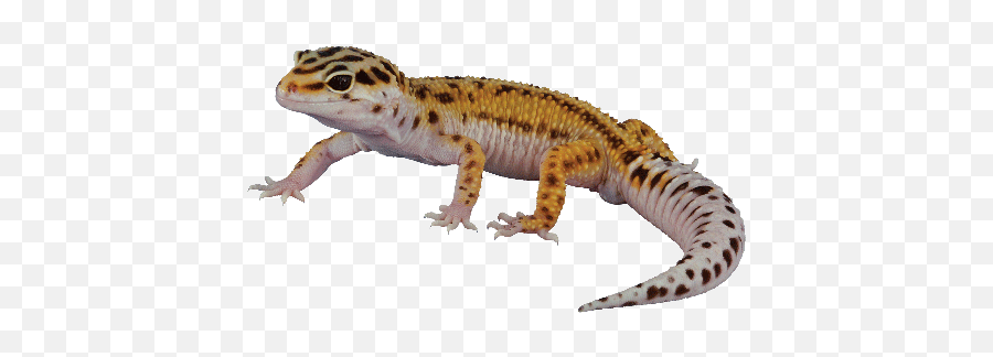 Gecko Amphibian Transparent Png - Transparent Background Gecko Png Emoji,Gecko Emoji