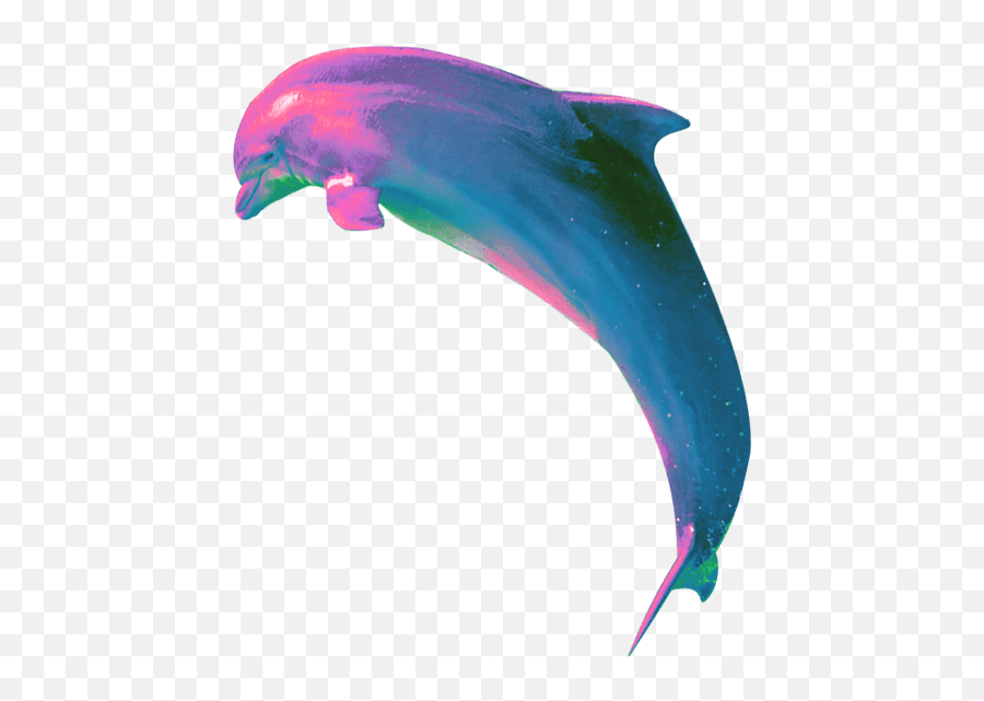 And Trending Dolphin Stickers - Common Bottlenose Dolphin Emoji,Dolphin Emoticon