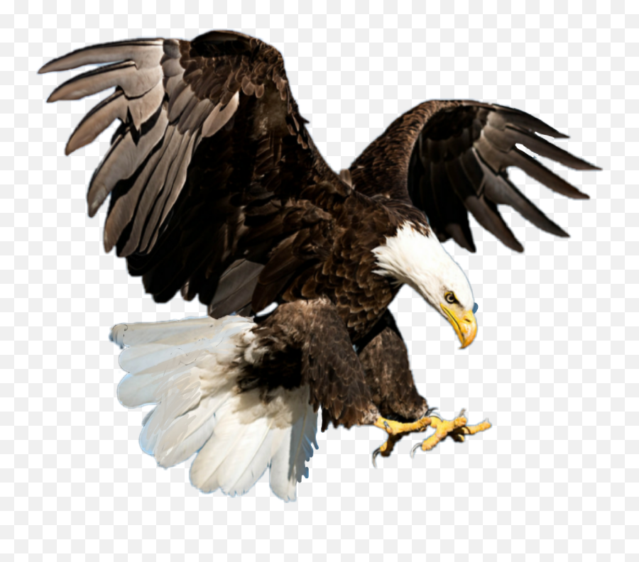 Eagle Baldeagle - Eagle Png For Picksart Emoji,Bald Eagle Emoji