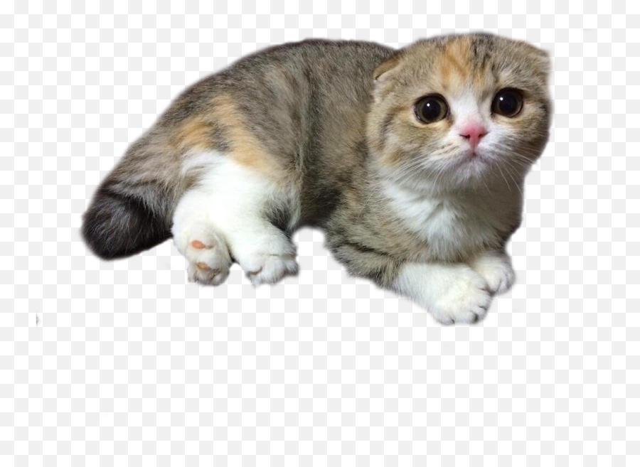 Scottish Fold Cats Transparent U0026 Png Clipart Free Download - Ywd Cat Kitten No Background Emoji,Scottish Terrier Emoji