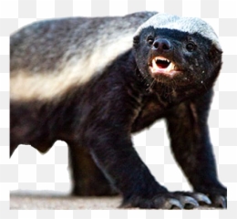 Badger Png And Vectors For Free - Cute Honey Badger Emoji,Honey Badger Emoji