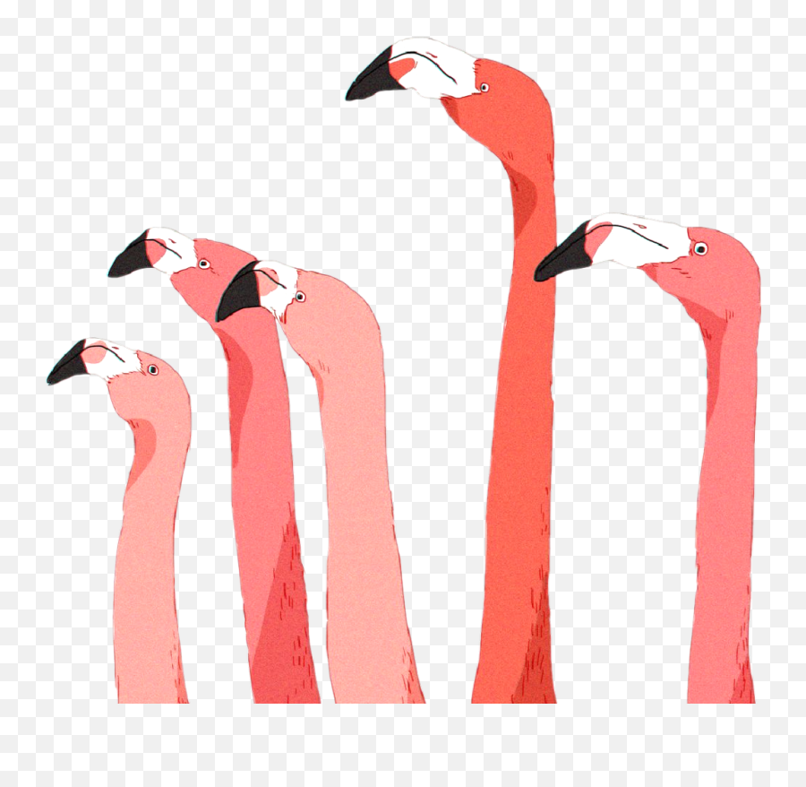 Flamingo Pinkflamingo Pink Tropical - Greater Flamingo Emoji,Pink Flamingo Emoji