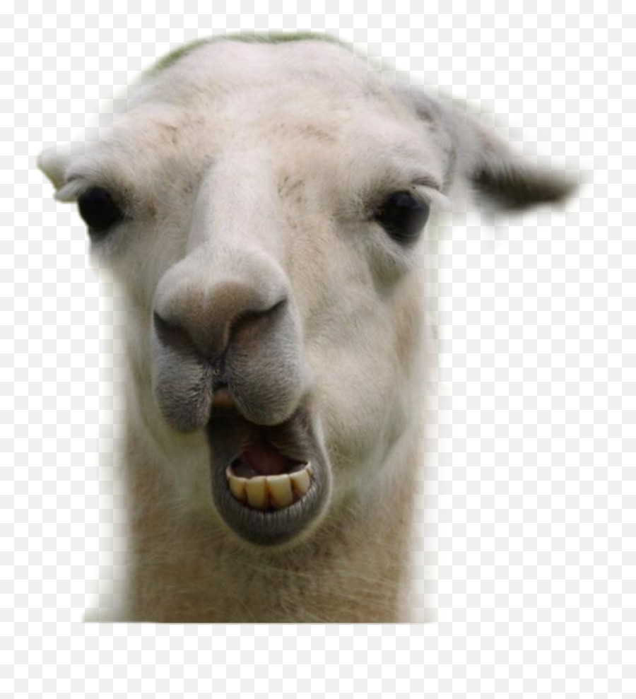 Animal Goat Happy Cute Snitsel Mehmeh - Llama Funny Emoji,The Goat Emoji