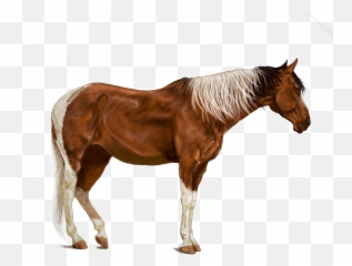 Horse Brown Art Digital Artwork Emoji