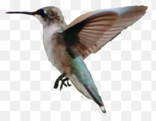 Hummingbird - Hummingbird Emoji,Hummingbird Emoji