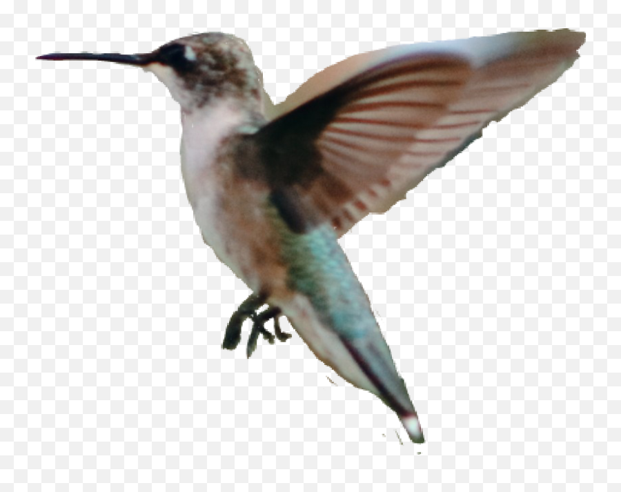 Hummingbird - Hummingbird Emoji,Hummingbird Emoji