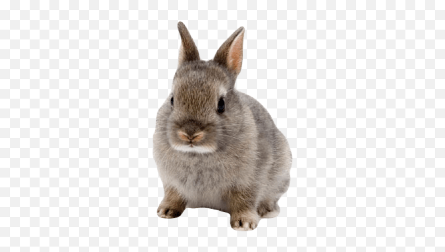 Rabbit Png And Vectors For Free - Netherland Dwarf Rabbits Emoji,Bugs Bunny Emoji