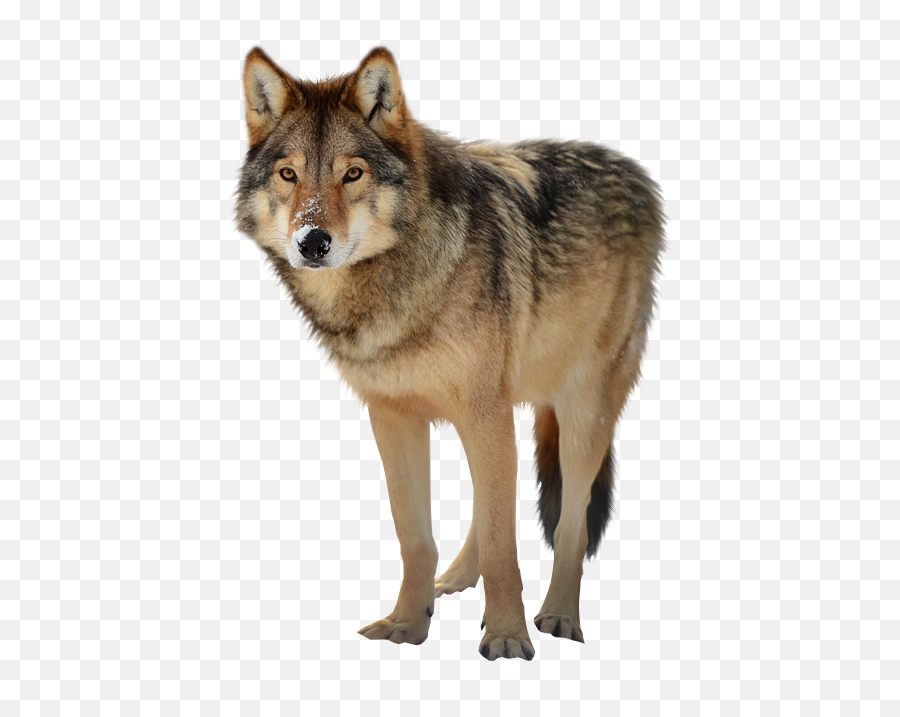 Timber Wolf Png Png Svg Clip Art For Web - Download Clip Wolf Transparent Png Emoji,Wolf Emoji Png