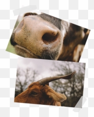 Meet The Animals Afs - Photographic Paper Emoji,Boar Emoji