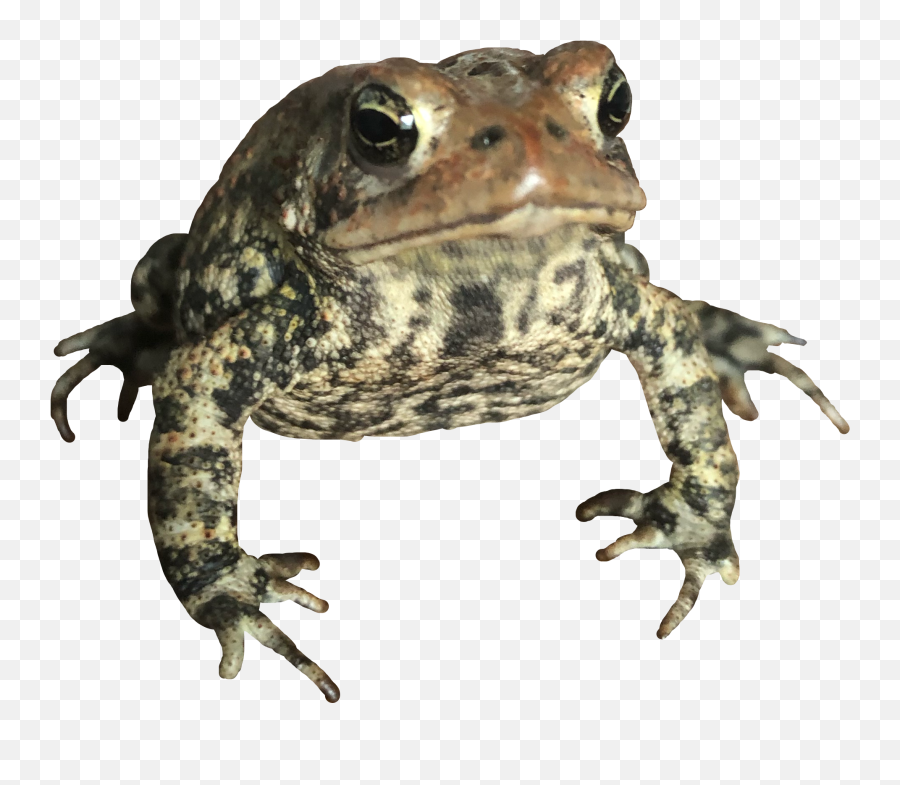 Largest Collection Of Free - Toedit Toad Stickers Texas Toad Emoji,Toad Emoji