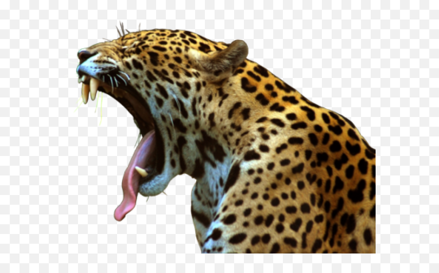Freetoedit Animal Jaguar - Cute South America Animals Emoji,Jaguar Emoji
