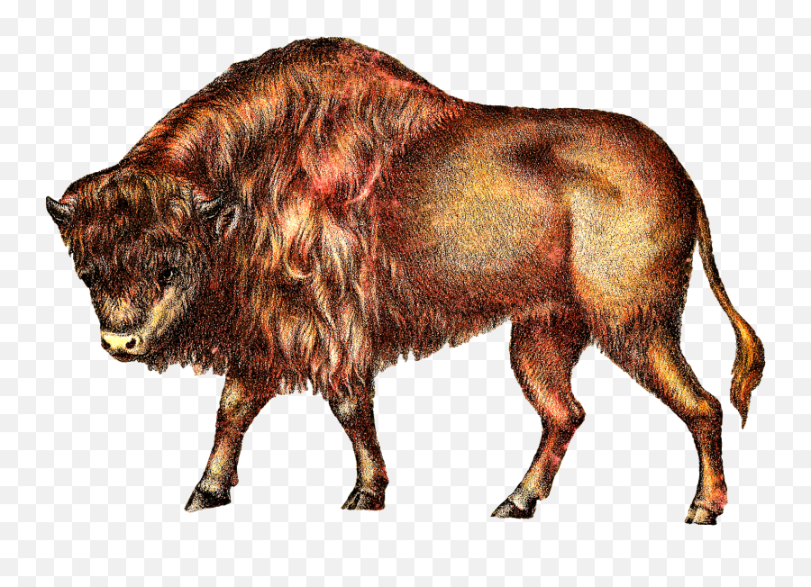 Buffalo Cattle Clip Art - Buffalo Png Download 16001130 Clip Art Emoji,Bison Emoji
