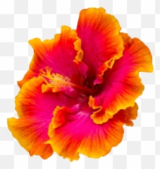 Hibiscus Stickers - Multi Colored Hibiscus Emoji,Hibiscus Emoji