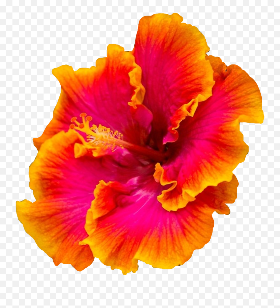 Hibiscus Stickers - Multi Colored Hibiscus Emoji,Hibiscus Emoji