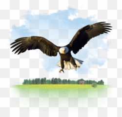 Eagle Icon - Bald Eagles Emoji,Bald Eagle Emoji