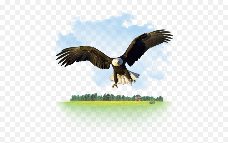 Eagle Icon - Bald Eagles Emoji,Bald Eagle Emoji