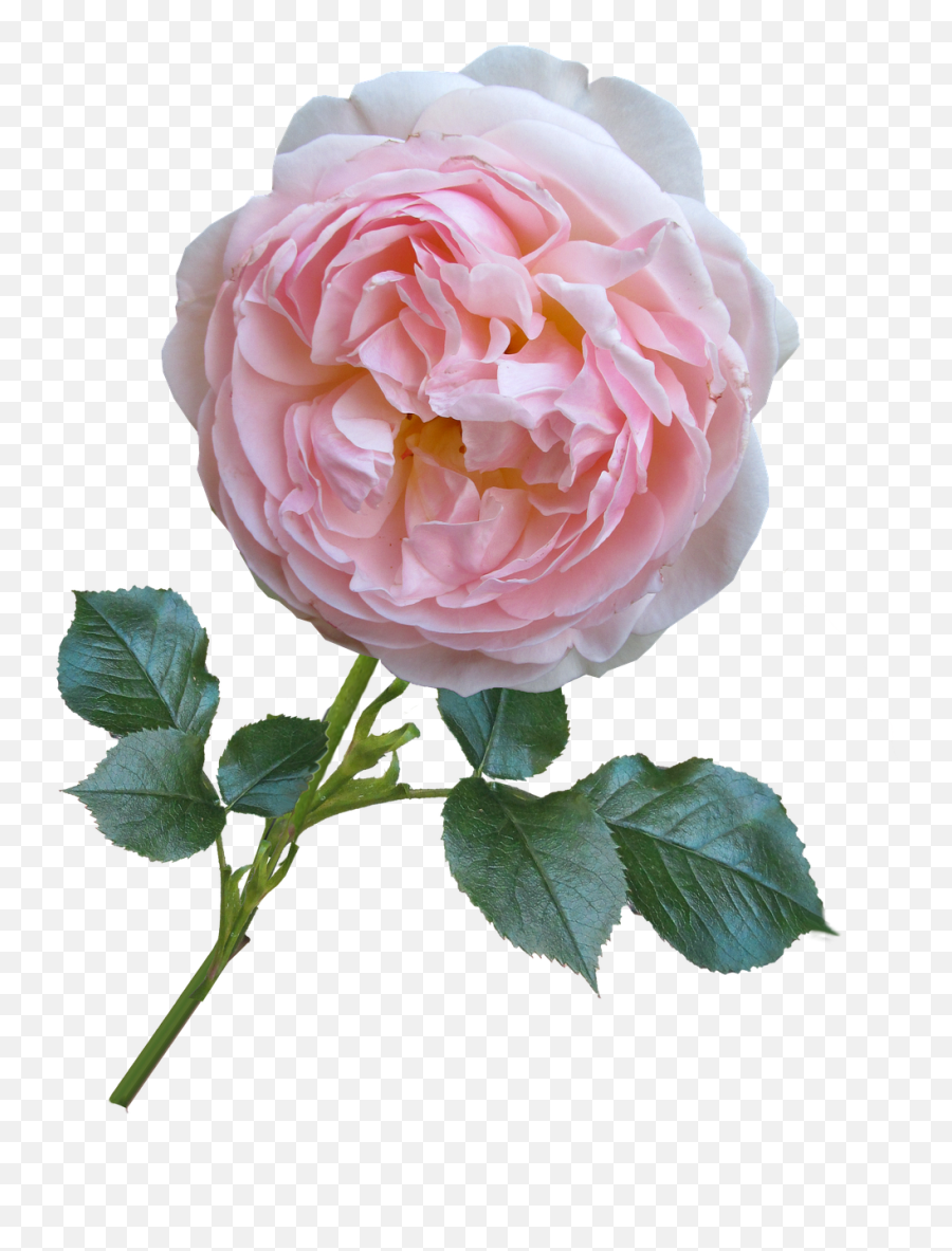 Rose Pink David Austin Flower Free - David Austin Rose Png Emoji,Rose Gold Emoji