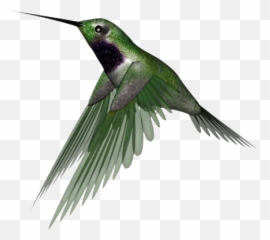 Hummingbird Png Images Free Download - Transparent Background Humming Bird Flying Gif Emoji,Hummingbird Emoji