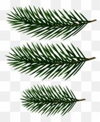 White Pine Clipart - Clip Art Pine Tree Branch Emoji,Pine Tree Emoji