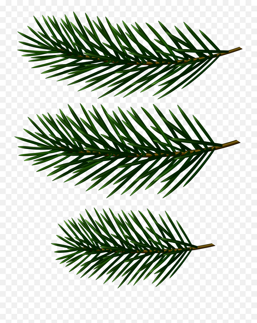 White Pine Clipart - Clip Art Pine Tree Branch Emoji,Pine Tree Emoji