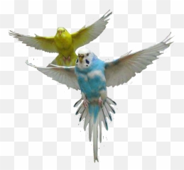 Parrot Parrots Bird Fly Air Up Sticker - Transparent Parakeet Png Emoji