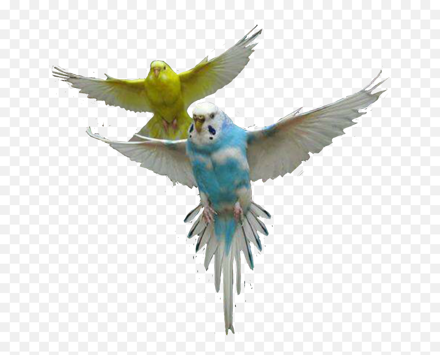 Parrot Parrots Bird Fly Air Up Sticker - Transparent Parakeet Png Emoji,Parrot Emoji