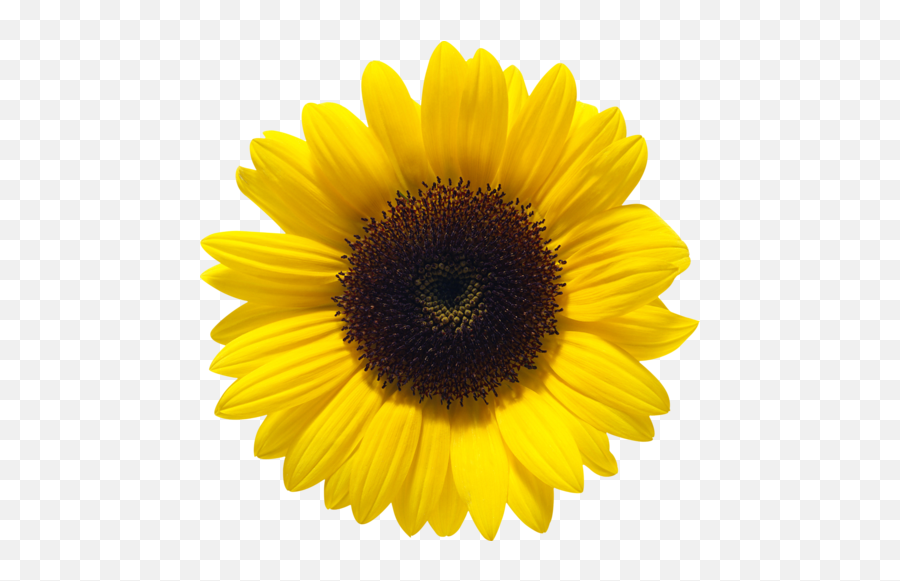 Download Sunflower File Hq Png Image - Sunflower Png Emoji,Sunflower Emoji Png