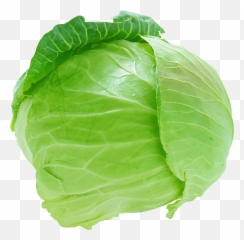 Lettuce Clipart Happy Lettuce Happy Transparent Free For - Cabbage Png Emoji,Lettuce Emoji
