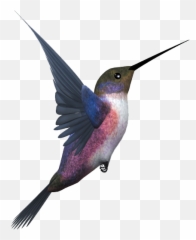 Hummingbird Flight Eurasian Magpie - Flying Bird Png Emoji,Hummingbird Emoji