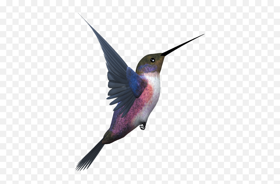 Hummingbird Flight Eurasian Magpie - Flying Bird Png Emoji,Hummingbird Emoji