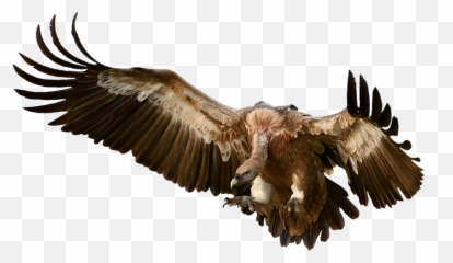 Free Vulture Bird Images - Png Emoji