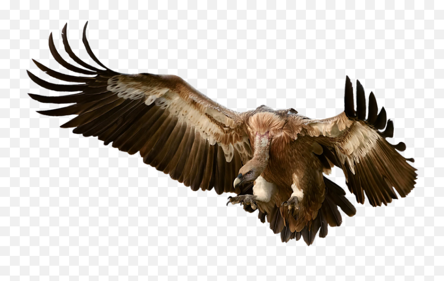 Free Vulture Bird Images - Vulture Png Emoji,Gang Sign Emoji App