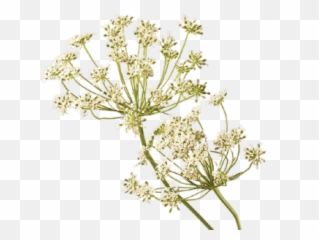 meaning PNG and vectors for Free Download - DLPNGcom Queen Lace Flower Meaning Emoji