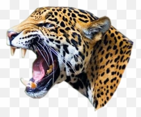 Jaguar Face Freetoedit - Jaguar Png Emoji,Jaguar Emoji