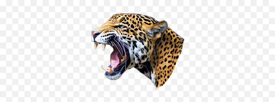 Jaguar Face Freetoedit - Jaguar Png Emoji,Jaguar Emoji