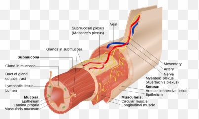 Layers Of The Gi Tract English - Structure Of The Oesophagus Emoji,Heart Emoji Meme Twitter
