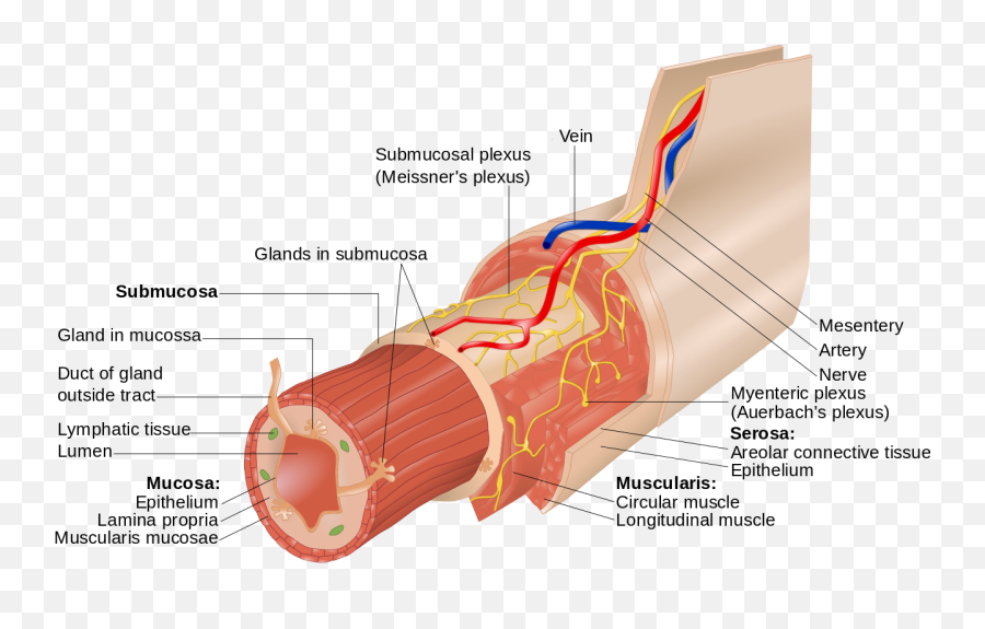 Layers Of The Gi Tract English - Structure Of The Oesophagus Emoji,Heart Emoji Meme Twitter