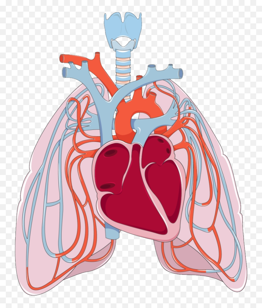 Lungs Png - Heart And Lungs Clipart Emoji,Make A Heart With Emojis