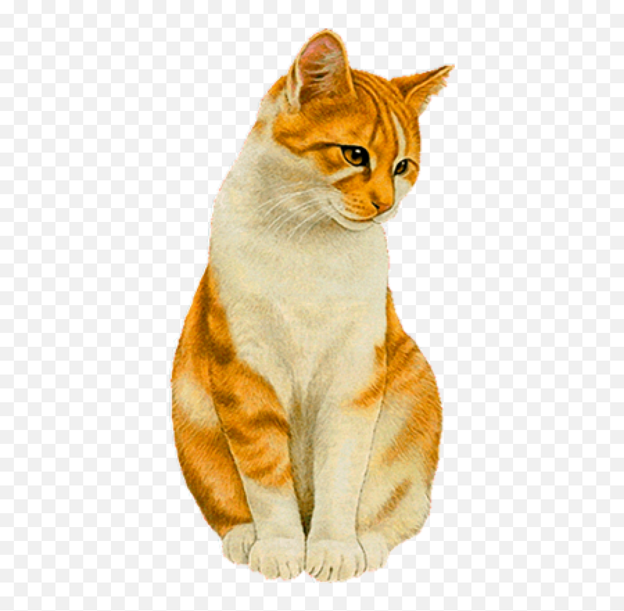 Cat Emoji Real - Schönes Wochenende Gif Lustig,Kitten Emoji