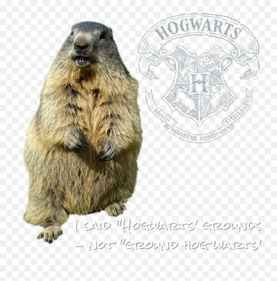 Stickerremix Groundhog Hogwarts Pun - Groundhog Png Emoji,Groundhog Emoji