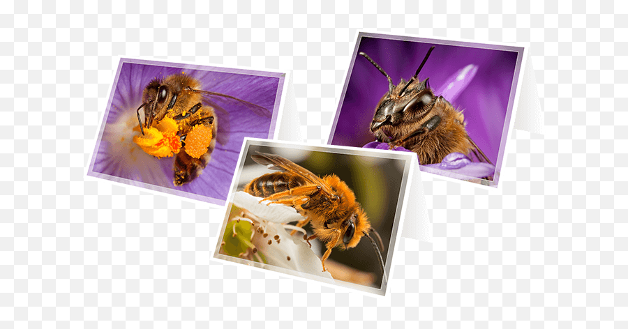 How To Help Revive A Cold Or Wet Bee U2022 Save Bees - King Crab Emoji,Sips Tea Emoji