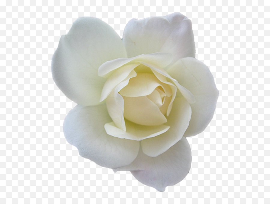White Rose Psd Official Psds - White Flower Transparent Clipart Emoji,White Rose Emoji