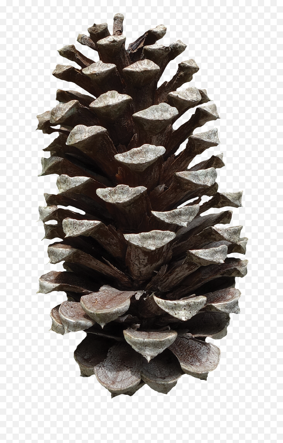 Pine Cone Transparent U0026 Png Clipart Free Download - Ywd Conifer Cone Emoji,Pinecone Emoji