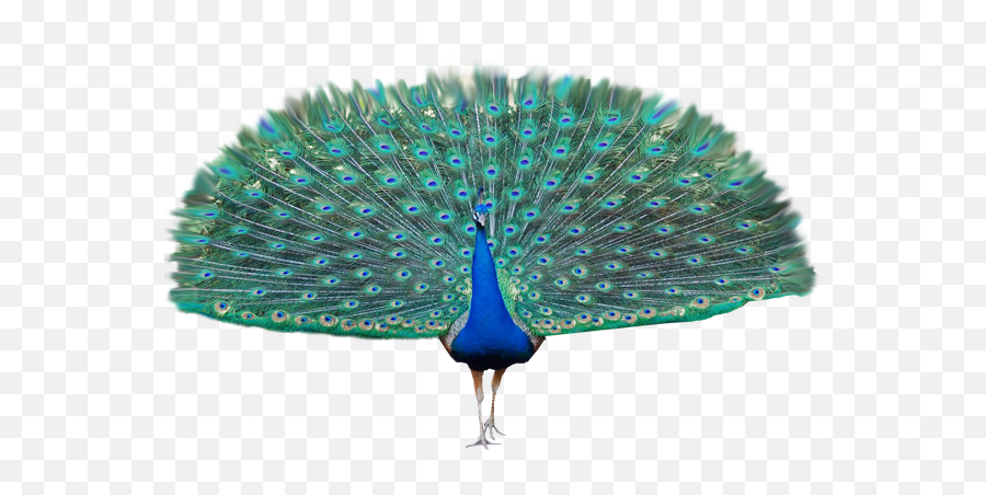 Peacock Png - Clip Art Library Peacock With No Background Emoji,Peacock Emoji