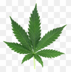 Real Marijuana Leaf Rooted In Community - Weed Png Emoji,Pothead Emoji