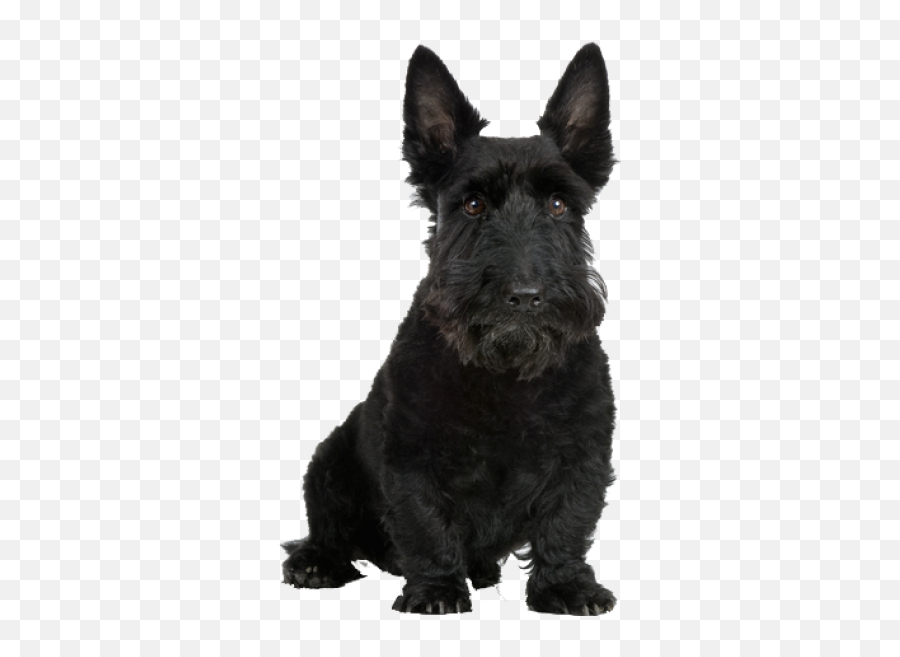 Dog Png And Vectors For Free Download - Black Scottish Terrier Png Emoji,Scottie Dog Emoji