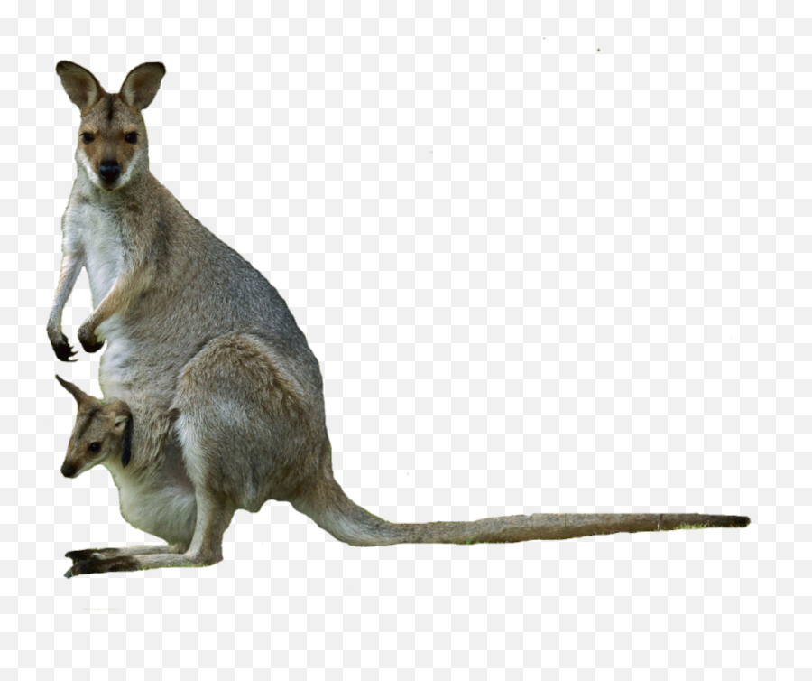 Animal Kangaroo Australia Cute - Kangaroo Emoji,Kangaroo Emoji
