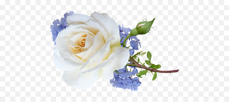 1000 Free Out U0026 Cut Out Illustrations - Pixabay Flower White Rose Png Emoji,White Rose Emoji