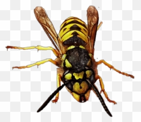 Yellowjacket Queen Queenbee Bee Wasp - Emoji